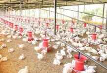 alerta-por-brote-de-gripe-aviar-en-granja-de-aves-en-francia-el-sol-de-mxico