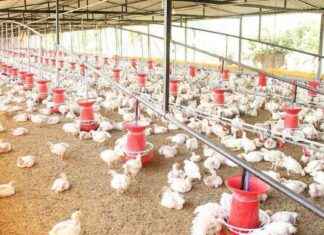 Alerta por brote de gripe aviar en granja de aves en Francia – El Sol de México alerta-por-brote-de-gripe-aviar-en-granja-de-aves-en-francia-el-sol-de-mxico