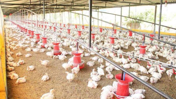 alerta-por-brote-de-gripe-aviar-en-granja-de-aves-en-francia-el-sol-de-mxico