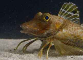 El pez petirrojo marino: camina y saborea con sus patas el-pez-petirrojo-marino-camina-y-saborea-con-sus-patas