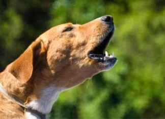 Ruido excesivo de perros en el sur de Saltillo: ¿Qué hacer al respecto? ruido-excesivo-de-perros-en-el-sur-de-saltillo-qu-hacer-al-respecto