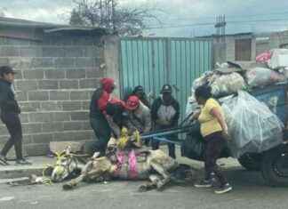 Triste incidente: Caballo colapsa por explotación laboral en Edomex triste-incidente-caballo-colapsa-por-explotacin-laboral-en-edomex