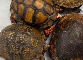 137 ejemplares de tortugas y ranas decomisados en el AICM con destino a Japón 137-ejemplares-de-tortugas-y-ranas-decomisados-en-el-acm-con-destino-a-japn