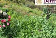 operativo-de-defensa-destruye-251-cultivos-de-amapola-y-marihuana