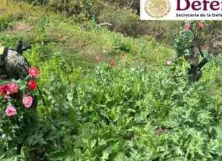 Operativo de Defensa destruye 251 cultivos de amapola y marihuana operativo-de-defensa-destruye-251-cultivos-de-amapola-y-marihuana