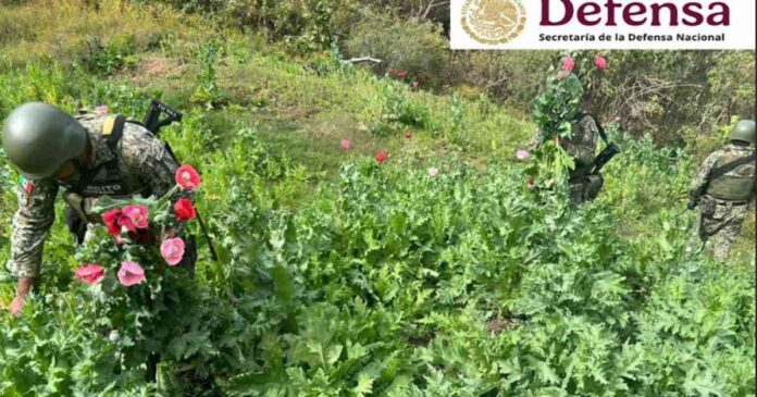 operativo-de-defensa-destruye-251-cultivos-de-amapola-y-marihuana