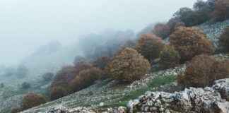 Bosques Del Lago Cuautitlán Izcalli Estado De México Bosques Del Lago Cuautitlán Izcalli Estado De México