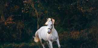 Centro Hípico De La Ciudad De México Centro Hípico De La Ciudad De México