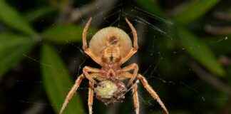 Cuándo Se Estrena Venom 2 En México Cuándo Se Estrena Venom 2 En México