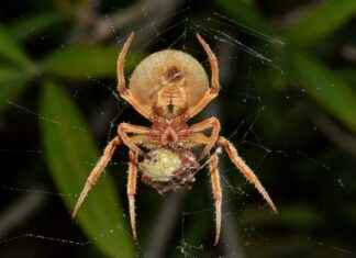 Cuándo Se Estrena Venom 2 En México Cuándo Se Estrena Venom 2 En México