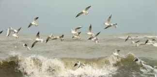 Cuánto Cuesta Quitarse Las Muelas Del Juicio En México Cuánto Cuesta Quitarse Las Muelas Del Juicio En México