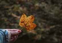 El Yaqui Ciudad De México CDMX El Yaqui Ciudad De México CDMX