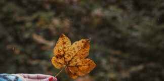 El Yaqui Ciudad De México CDMX El Yaqui Ciudad De México CDMX