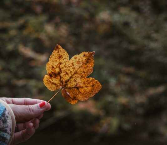 El Yaqui Ciudad De México CDMX El Yaqui Ciudad De México CDMX