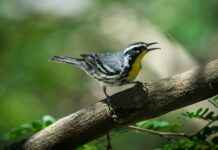 Joyas De Cuautitlán El Terremoto Cuautitlán Estado De México Joyas De Cuautitlán El Terremoto Cuautitlán Estado De México