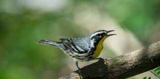 Joyas De Cuautitlán El Terremoto Cuautitlán Estado De México Joyas De Cuautitlán El Terremoto Cuautitlán Estado De México