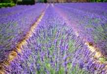 México Vs Francia Olímpicos En Vivo México Vs Francia Olímpicos En Vivo