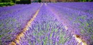 México Vs Francia Olímpicos En Vivo México Vs Francia Olímpicos En Vivo