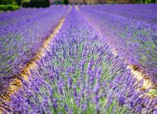 México Vs Francia Olímpicos En Vivo México Vs Francia Olímpicos En Vivo