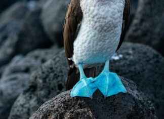 San Cristóbal Centro Ecatepec De Morelos Estado De México San Cristóbal Centro Ecatepec De Morelos Estado De México