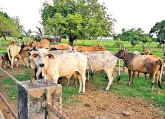 Cómo las ganaderías aprovechan el tráfico vacuno y controlan el gusano barrenador cmo-las-ganaderas-aprovechan-el-trfico-vacuno-y-controlan-el-gusano-barrenador