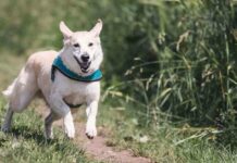 derechos-de-los-perros-juez-niega-indemnizacin-a-mujer