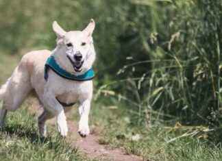 Derechos de los perros: Juez niega indemnización a mujer derechos-de-los-perros-juez-niega-indemnizacin-a-mujer