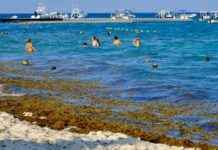 mpacto-del-sargazo-en-cancn-2025-playas-afectadas-el-sol-de-mxico