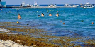 mpacto-del-sargazo-en-cancn-2025-playas-afectadas-el-sol-de-mxico