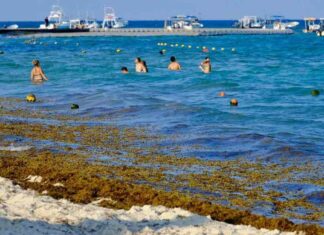 mpacto-del-sargazo-en-cancn-2025-playas-afectadas-el-sol-de-mxico