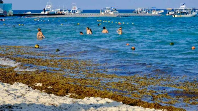 mpacto-del-sargazo-en-cancn-2025-playas-afectadas-el-sol-de-mxico