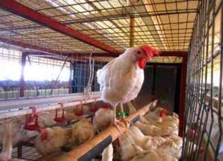 Suspensión de Importación de Aves de Brasil a México por Influenza Aviar suspensin-de-mportacin-de-aves-de-brasil-a-mxico-por-nfluenza-aviar