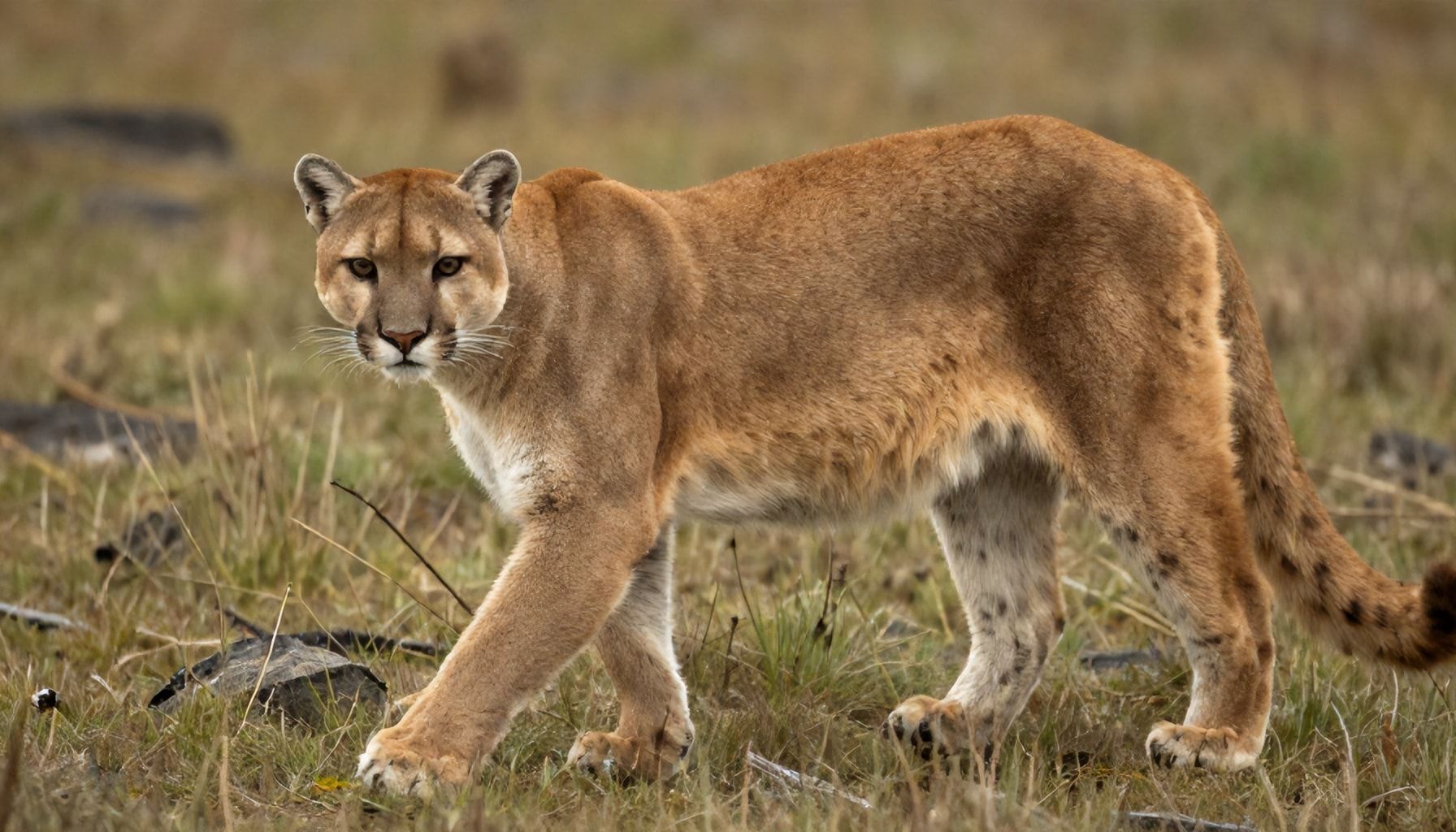 5 formas en que los humanos amenazan a los pumas (y cómo evitarlo)*