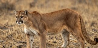 Descubre los pumas de América: su hábitat, comportamiento y conservación