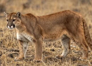 Descubre los pumas de América: su hábitat, comportamiento y conservación