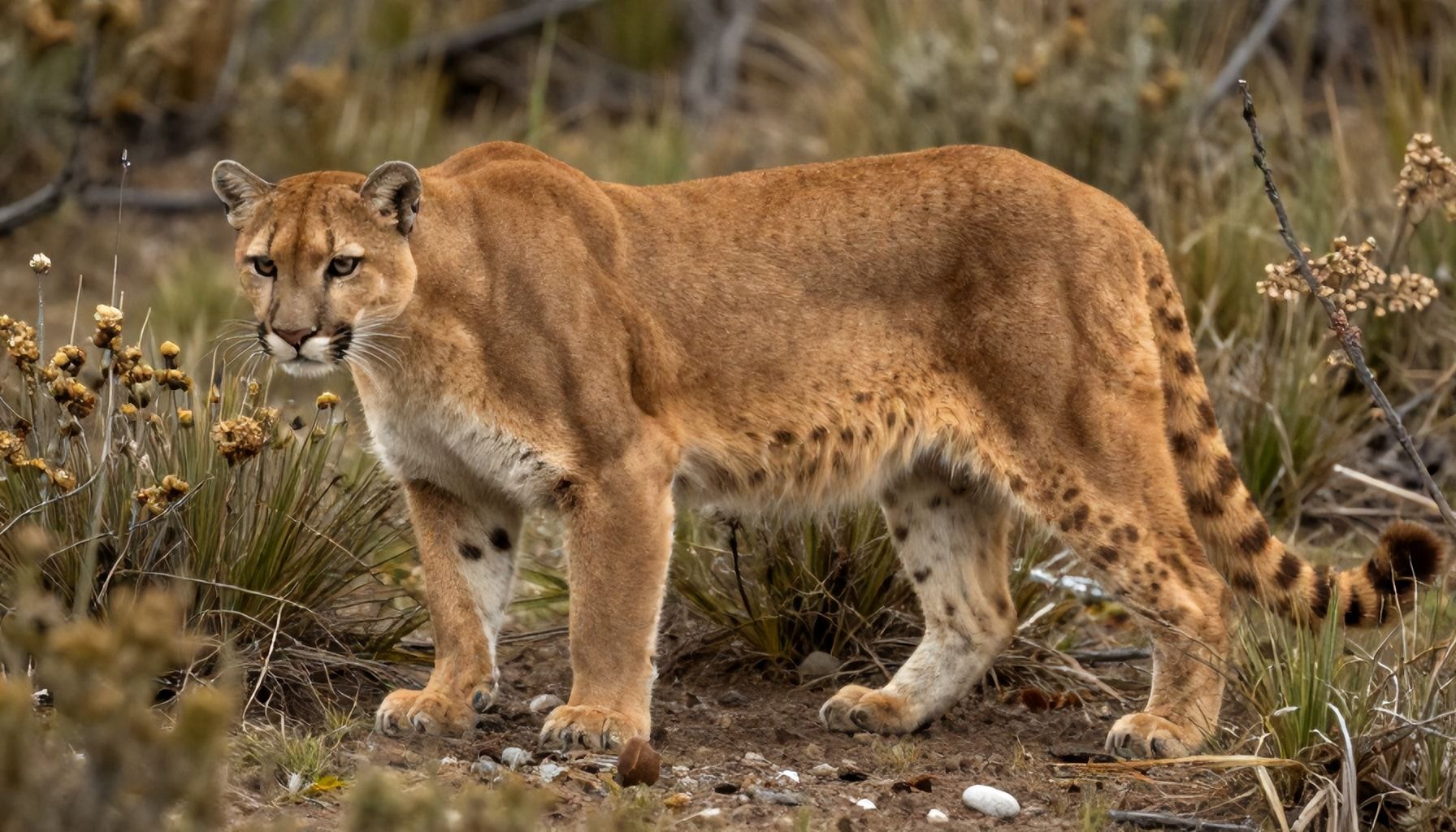 Cómo sobrevivir en el hábitat del puma: consejos para aventureros*
