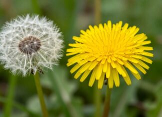 Descubre los beneficios del diente de león para tu salud y bienestar