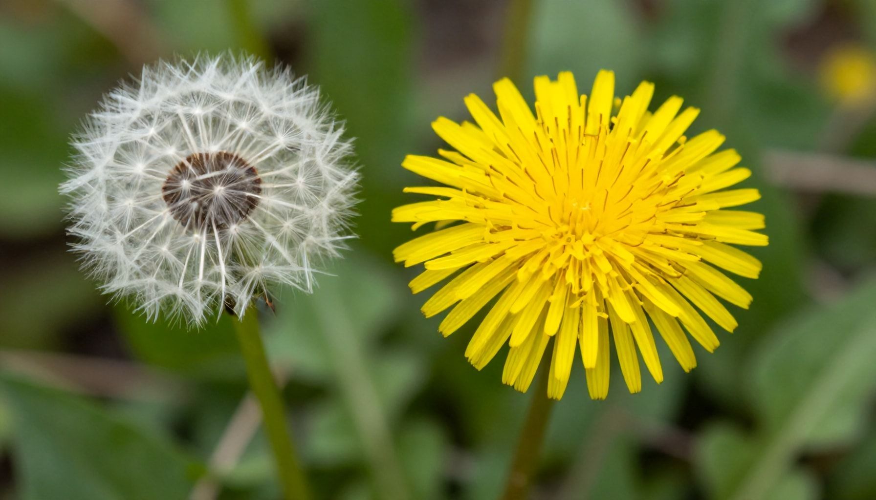 La verdad sobre los beneficios digestivos del diente de león*