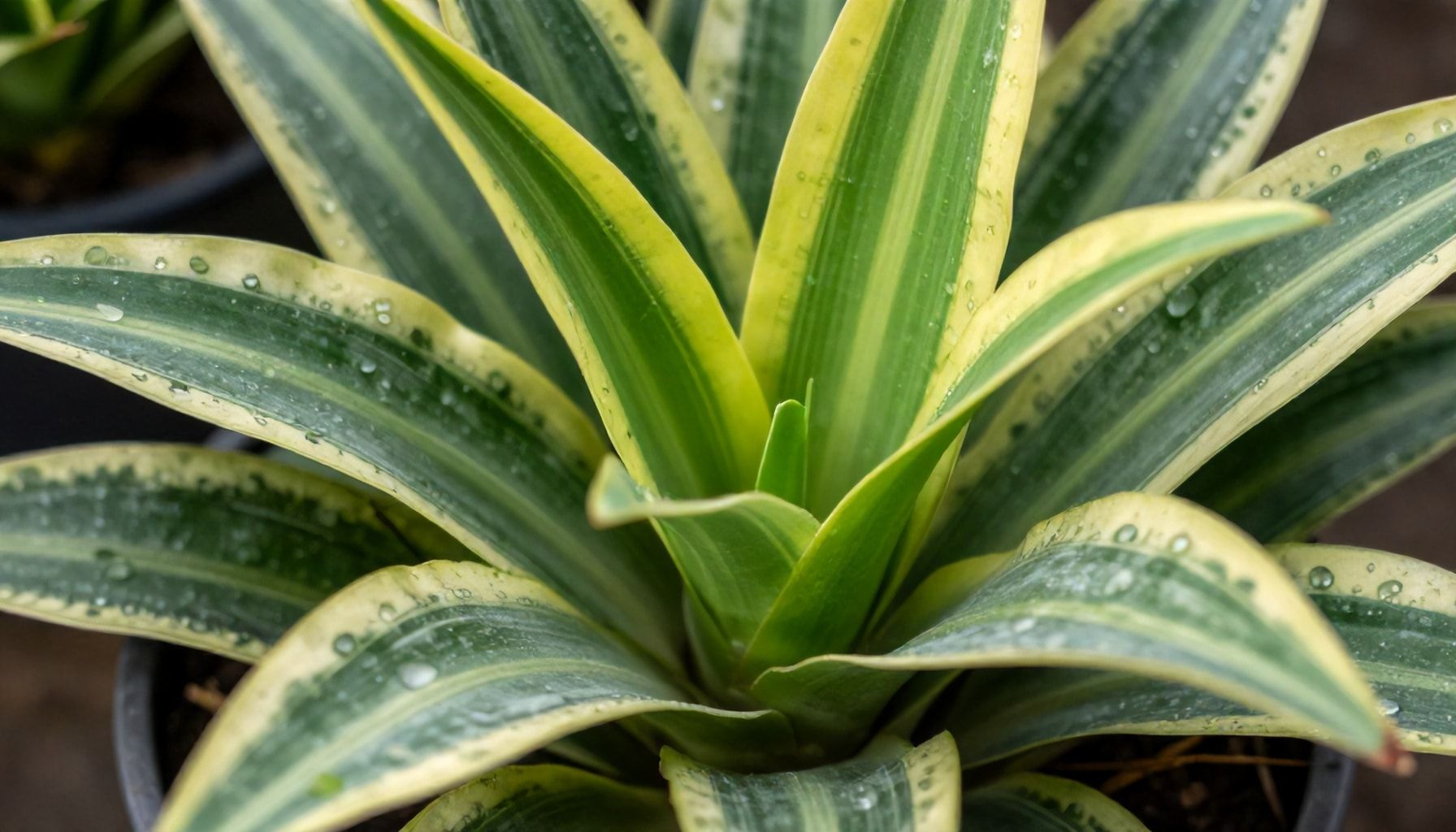 La verdad sobre los nutrientes ocultos de la lengua de suegra y cómo aprovecharlos*