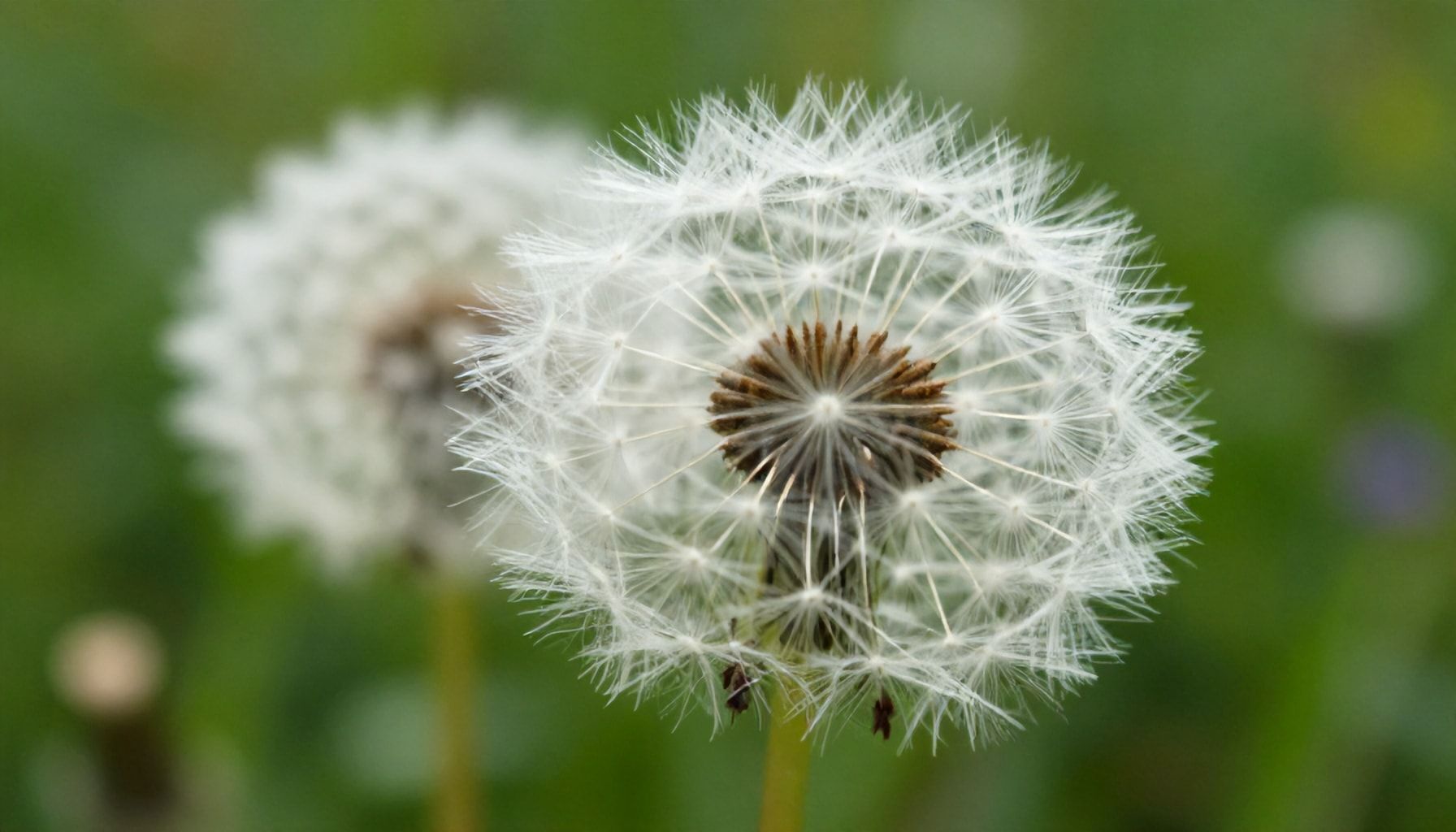 Por qué el diente de león es un aliado para tu hígado y piel*